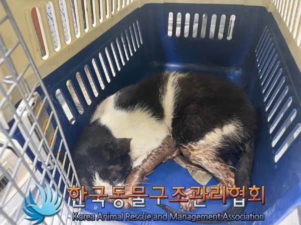 한국동물구조관리협회_411317202400243